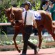 【エリザベス女王杯(G1)展望】JRA「外国人騎手祭」女王モズカッチャンVS勝負リスグラシューにルメール騎乗ノームコアが襲いかかる!