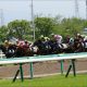 JRA「隠れ良血馬」カツジで毎日王冠大儲け? ステルヴィオ、ケイアイノーテックの影でも忘れるな