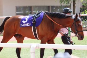 サトノダイヤモンド「秋ローテ」決定も不安……復活の見込みと空転の鞍上