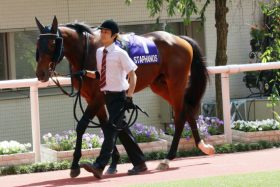 JRA天皇賞・秋（G1）ステファノス「馬券圏濃厚のジンクス」名手オドノヒューで高額配当の使者に!?