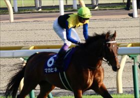 「マカヒキは売らない」京都大賞典（G2）5年ぶり復活劇に金子真人オーナーの愛!?「馬主としての矜持を見た」ベールに包まれた現役続行の真意とは