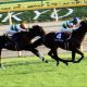 2019年JRA展望~アーモンドアイ・3歳クラシック・古馬戦線・角居調教師復活・外国人騎手・地方競馬も~