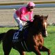 JRA武豊の同期・蛯名正義騎手「落馬重傷」で2019年終了……キャリア最低年間15勝「このまま引退?」が囁かれる事情