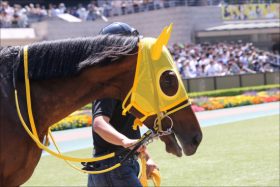 JRA最強良血馬ついに初陣！ フランケル×デインドリームの不安要素