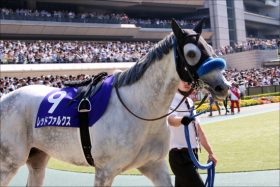 JRAスプリント王レッドファルクス復活に赤信号!?　 代打・戸崎圭太騎手は意地を見せることができるか？