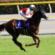 JRAジャパンC(G1)「雪辱」スワーヴリチャードの可能性。”悪夢”の天皇賞・秋よりも東京2400mが「ベスト」といえる理由