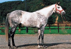 元JRA安藤勝己氏「令和」でオグリキャップ心情吐露。平成の伝説を経て新時代へ