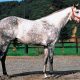 JRA・NHKマイルC「令和サイン」新天皇陛下の「競馬伝説」と「心惹きつける大喝采」で一撃?