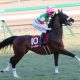 JRA戸崎圭太「シャケトラ急死」から期待馬騎乗決定。これもまた「縁」か