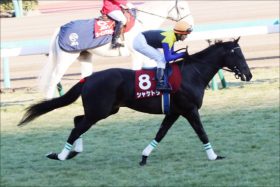 JRA「復活」シャケトラ狙いは天皇賞・春（G1）石橋脩神騎乗で一気に有力に