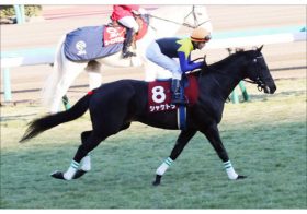 JRAシャケトラ死亡。天皇賞・春「最有力馬」突然の死に現場騒然