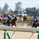JRA「実は……間違えて」馬名申請!? “珍名馬”アイキャン同意の誕生に「グランアレグリア2世」より注目集まった?