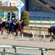 JRA根岸S(G3)「初ダート」ステルヴィオに「35連敗中」の現実……。天下のノーザンファームに「弱点」発覚で激走は期待薄!?
