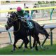 JRA 現役生活に「黄信号」!? 再び足を骨折してしまった現役最年長54歳、柴田善臣騎手の気になる「進退」