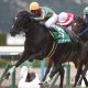 JRA「異色の追込み」スマートオーディンが安田記念(G1)で爆発? 自分の競馬に徹すれば……