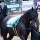 JRA「連対率55%」中山×安田隆行厩舎は相性抜群! NZT (G2)ペールエール復活へ仕上がり万全