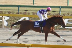 JRA戸崎圭太の「焦り」フェブラリーS（G1）サンライズノヴァの「根岸S大敗要因」は意外にも……