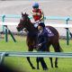 JRA・NHKマイルC(G1)波乱の立役者? プールヴィル鍵はマイル適性だが……
