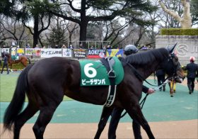 JRAクイーンS（G3）クロフネ産駒ビーチサンバは「洋芝巧者」!? 友道康夫厩舎は “朗報”をオーナーに届けられるか？