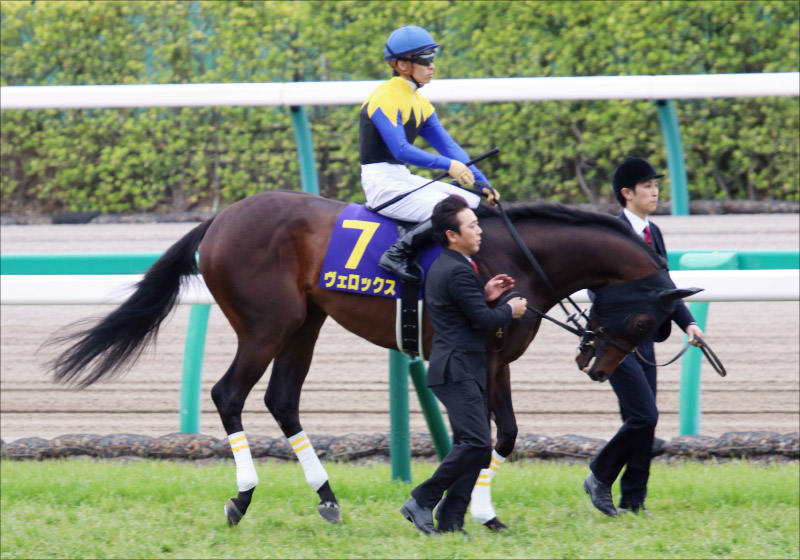 【小倉大賞典(G3)展望】大器ヴェロックス「異例」の参戦!? 荒れるハンデ重賞で粒ぞろいのメンバーが迎え撃つ!の画像1