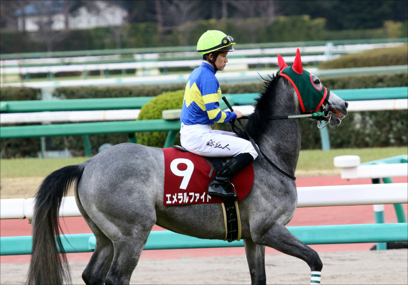 JRA京都金杯(G3)「武豊」カテドラルVS「重賞勝ち」エメラルファイトの一騎打ち!? 有力情報から「穴馬」を発見!の画像2