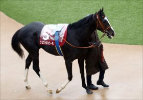 JRA皐月賞（G1）「未知の魅力」シュヴァルツリーゼ。復活堀宣行厩舎で「第二のサトノクラウン」への道も