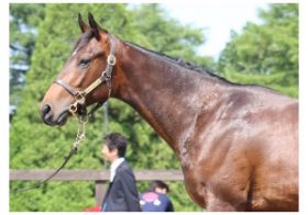 リアルスティール全弟「プロディガルサン」始動！史上最強世代はトライアル青葉賞（G2）から超ハイレベル