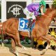 世界最強・カリフォルニアクロームが米年度代表馬選出。ラストランはド派手で「問題多め」のあのビッグレースか