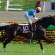 武豊ダンビュライトは3番手まで!? オタク界の競馬女王・桃井はるこがダービーで狙うはあの「ハイレベルレース」だ!