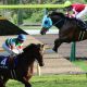JRA有馬記念(G1)武豊オジュウチョウサン「不気味」……見逃せない季節外れの桜?美浦新鮮情報てんこ盛り
