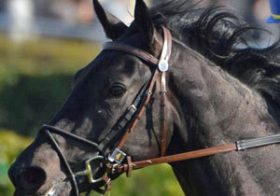 【徹底考察】青葉賞（G2）　アルカサル「東の秘密兵器が、府中の瞬発力勝負に対応しうる『2つ』のポイント」