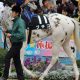 天皇賞(秋)の記憶~武豊が認めた最速馬・サイレンススズカの影~