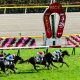 日本ダービー(G1)観戦レポ! レースはもちろん、グルメ・アミューズメント施設など魅力は満載!! 1日中楽しく過ごせる競馬場へ行こうっ!!!