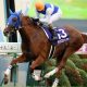 エイシンヒカリ、ラブリーデイの追い切りに不安要素? 競馬評論家鈴木和幸の天皇賞(秋)追い切り診断