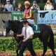 ドゥラメンテ、モーリスがいきなりトップ! 「繁養種牡馬種付け頭数一覧」から見える競馬の未来