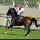 JRA「ドバイ最強ローテ」固執? スワーヴリチャード「不向きレース」挑戦の裏に先達の成功例