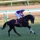 JRA「落馬骨折」鮫島克騎手へ田辺騎手がエール!アイビスSD“棚ぼた”勝利に「僕も昔、池添さんに……」