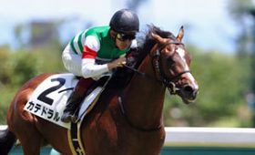 JRA「暴れ馬」カテドラルの真価は!? 京成杯（G3）中山コースなら問題なし？
