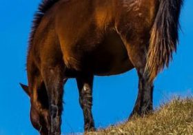 熊本地震の影響は？ 全国から「元G1ホース」へも心配のコメントが続々