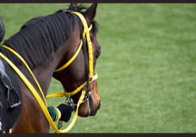 「普通に走れば、なんとかなる」新設重賞の紫苑S（G3）は『新重賞ハンター』にお任せ！？ヴィルシーナの全妹が秘めたる素質を開花させる！