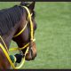 【中山記念(G2)展望】春G1制覇を睨むリアルスティールとアンビシャスに、秋華賞馬ヴィブロスが挑む「超豪華メンバー」で春競馬が開幕!