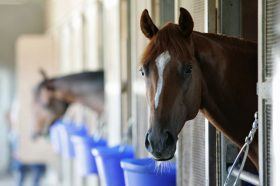 ダービー「追い風だらけ」ベストアプローチがアドミラブルを逆転!? ソウルターリングに続き「欧州最強血統」が主役!?