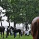 JRA「次代スター候補」ズラリ? セレクトセール2018上場馬が決定