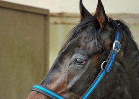 セン馬の「競走寿命が長くなる」という話は本当か？明け5歳で早くも”引退勧告”を受けたノンコノユメが切ない