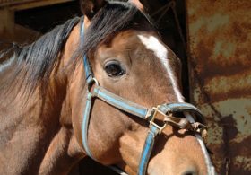 “ディープアパパネ”ジナンボーが圧巻デビュー！ 一方、「長男」は苦しい日々続く……