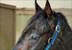 ベテラン12歳馬・スマートギアが引退。サラブレッドの最高馬齢出走記録はいくつ