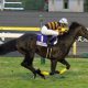 デムーロは納豆で有馬記念の勝負に臨む!話題の競馬番組『キシュメシ!』が面白かった!次は武豊&関東編で復活を希望