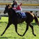 【中山記念(G2)展望】春G1制覇を睨むリアルスティールとアンビシャスに、秋華賞馬ヴィブロスが挑む「超豪華メンバー」で春競馬が開幕!