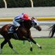 JRA「暴れ馬」カテドラルの真価は!? 京成杯(G3)中山コースなら問題なし?