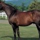 JRA和田竜二テイエムオペラオー「追悼コメント」が泣ける……主戦騎手が世紀末覇王に示した「感謝」の気持ちに反響続々
